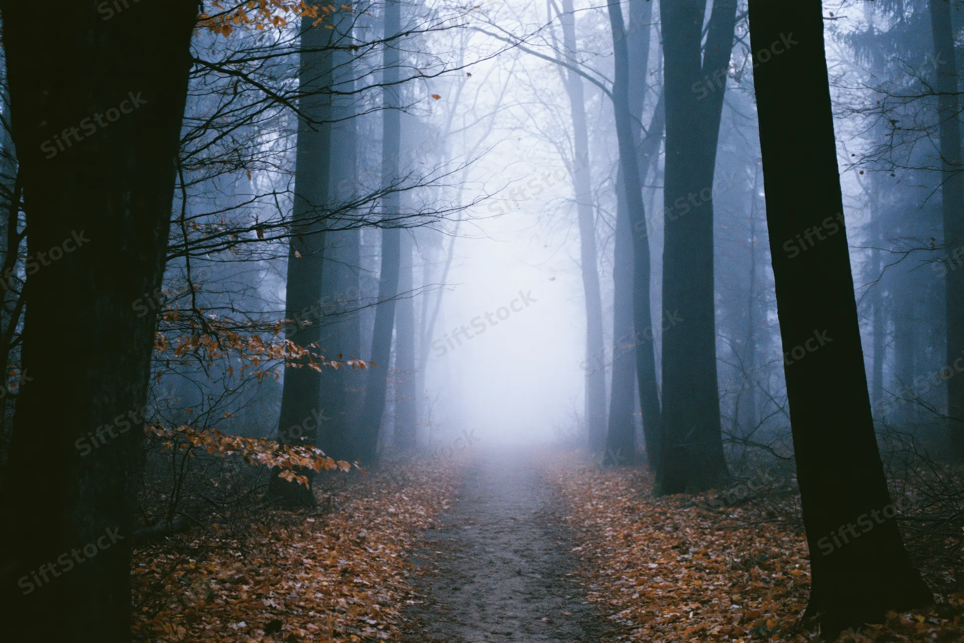 Narrow dirt path winding through foggy forest in autumn, lined with bare trees and fallen leaves