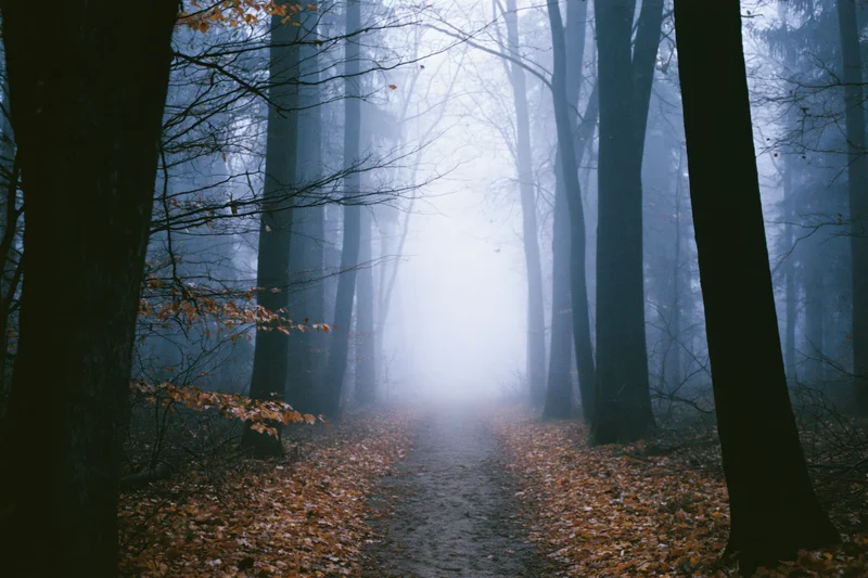 Narrow dirt path winding through foggy forest in autumn, lined with bare trees and fallen leaves
