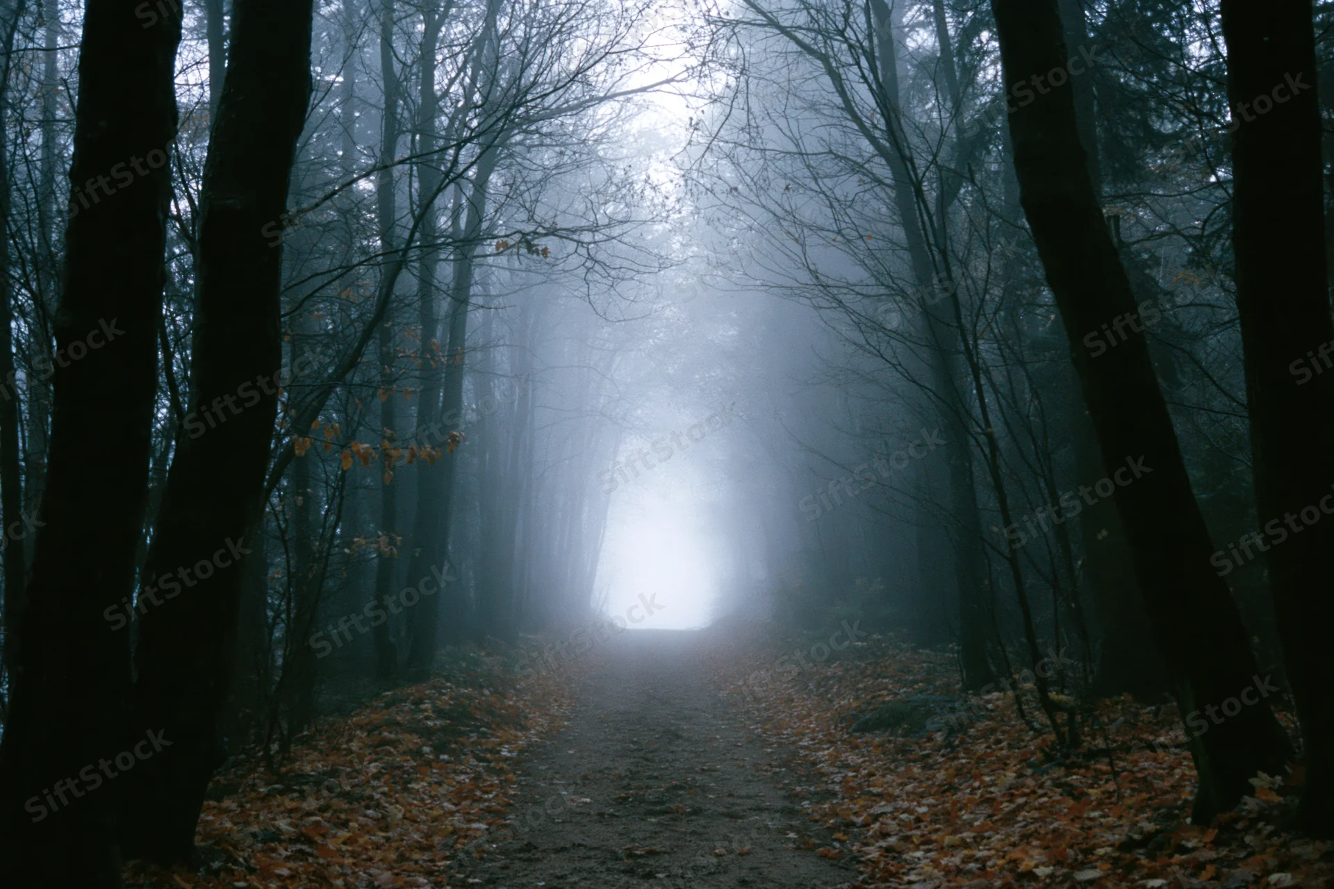 Narrow dirt path winding through foggy forest in autumn, lined with bare trees and fallen leaves