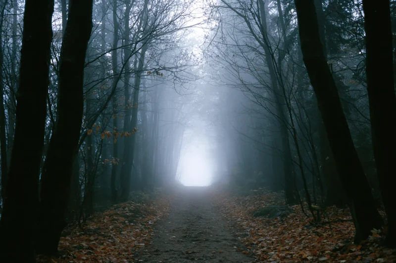 Narrow dirt path winding through foggy forest in autumn, lined with bare trees and fallen leaves