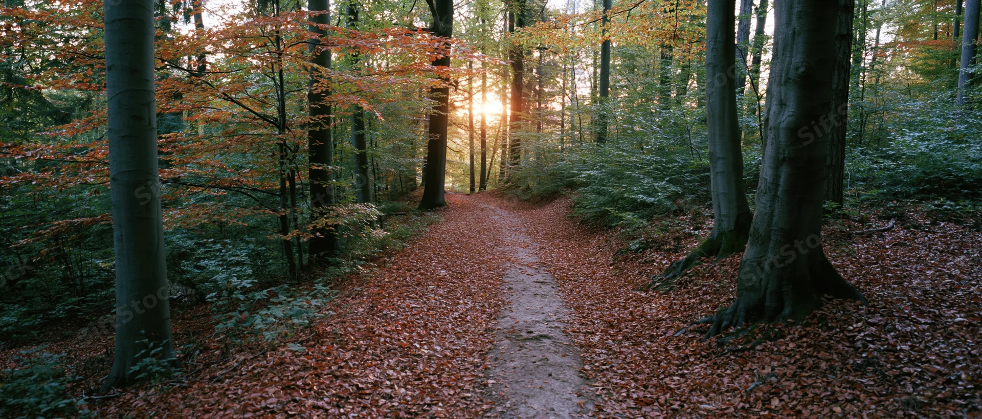 Narrow dirt path winding through autumn forest with sunlight filtering through trees