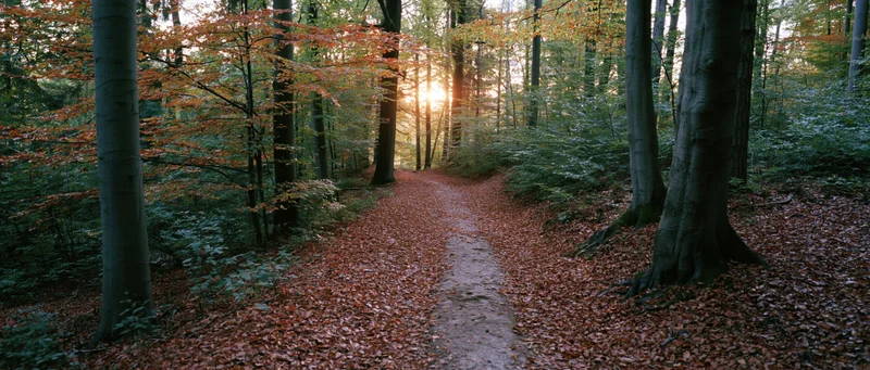Narrow dirt path winding through autumn forest with sunlight filtering through trees