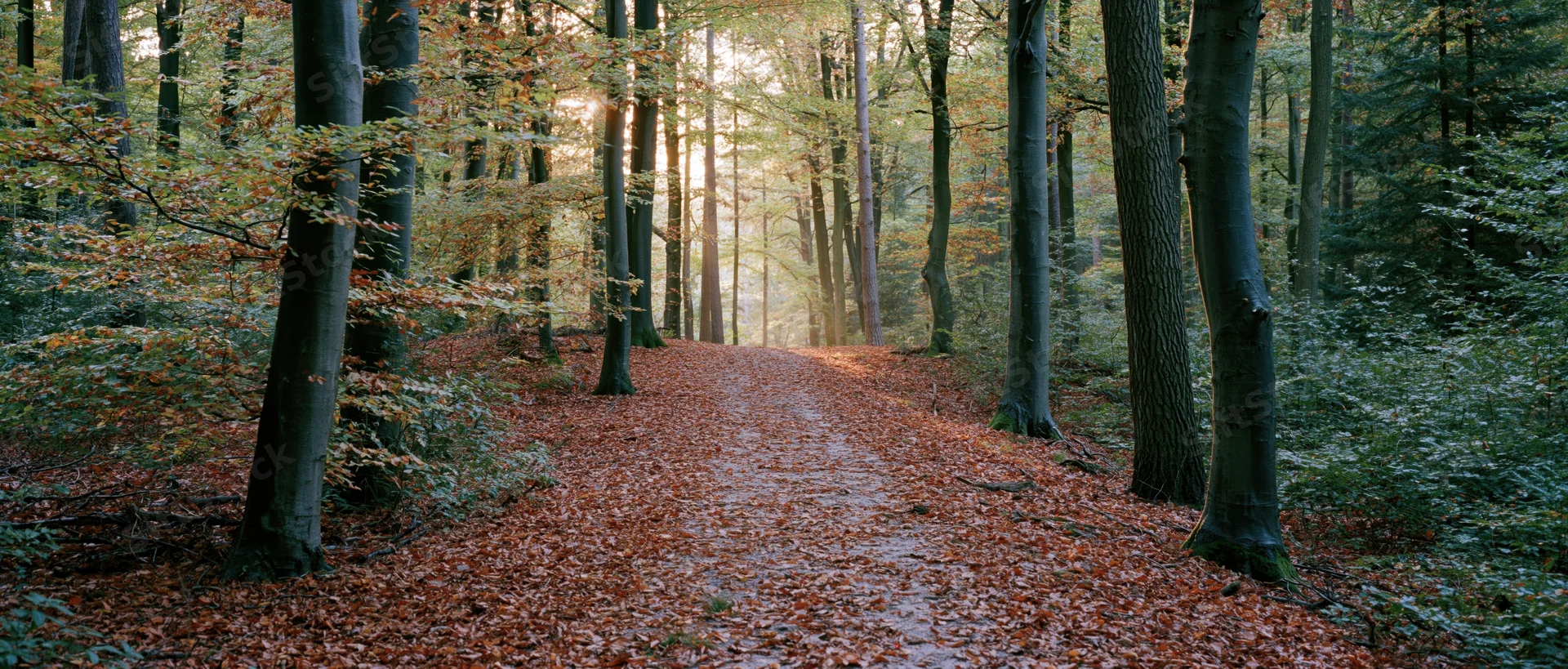 Narrow dirt path winding through a temperate deciduous forest in autumn, covered in fallen leaves with sunlight filtering through trees