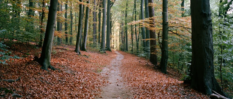 Narrow dirt path winding through a temperate deciduous forest in autumn, covered in fallen leaves