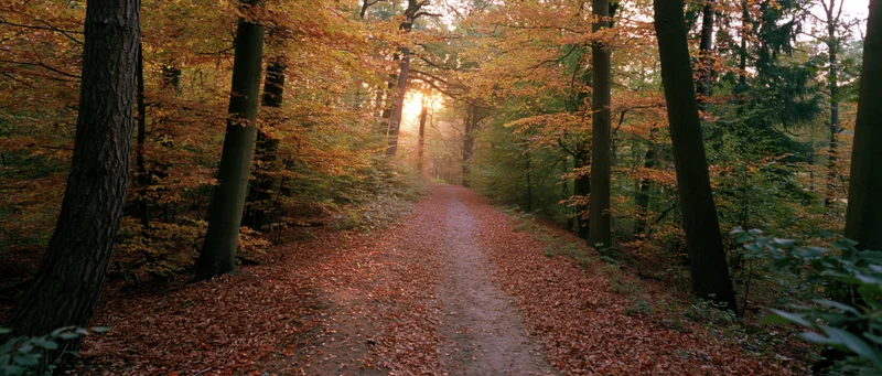 Narrow dirt path winding through autumn forest with fallen leaves and sunlight filtering through trees