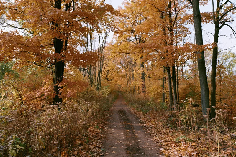 Narrow dirt path winding through autumn forest flanked by trees with orange foliage