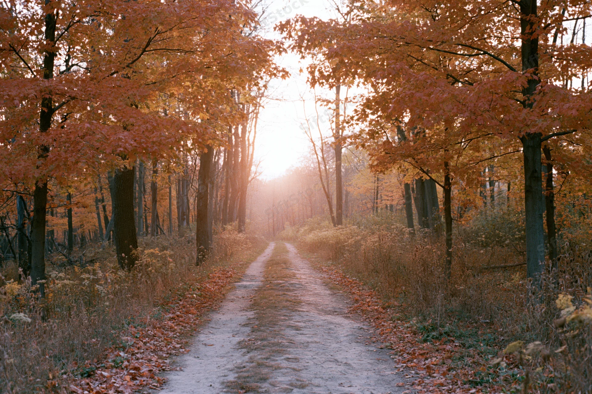 Narrow dirt path winding through autumn forest flanked by trees with orange foliage at sunrise