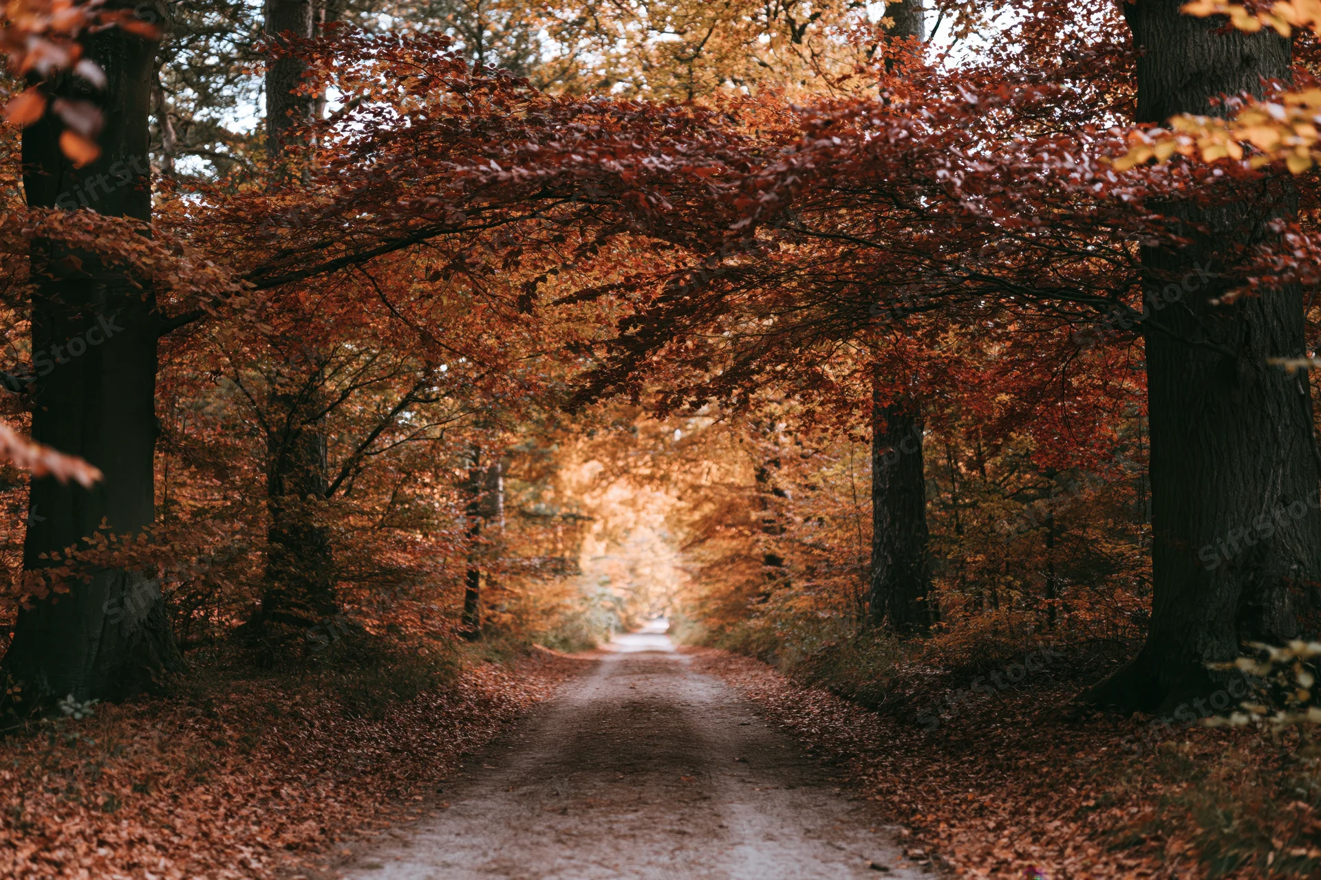 Narrow dirt path through dense autumn forest with colorful foliage overhead