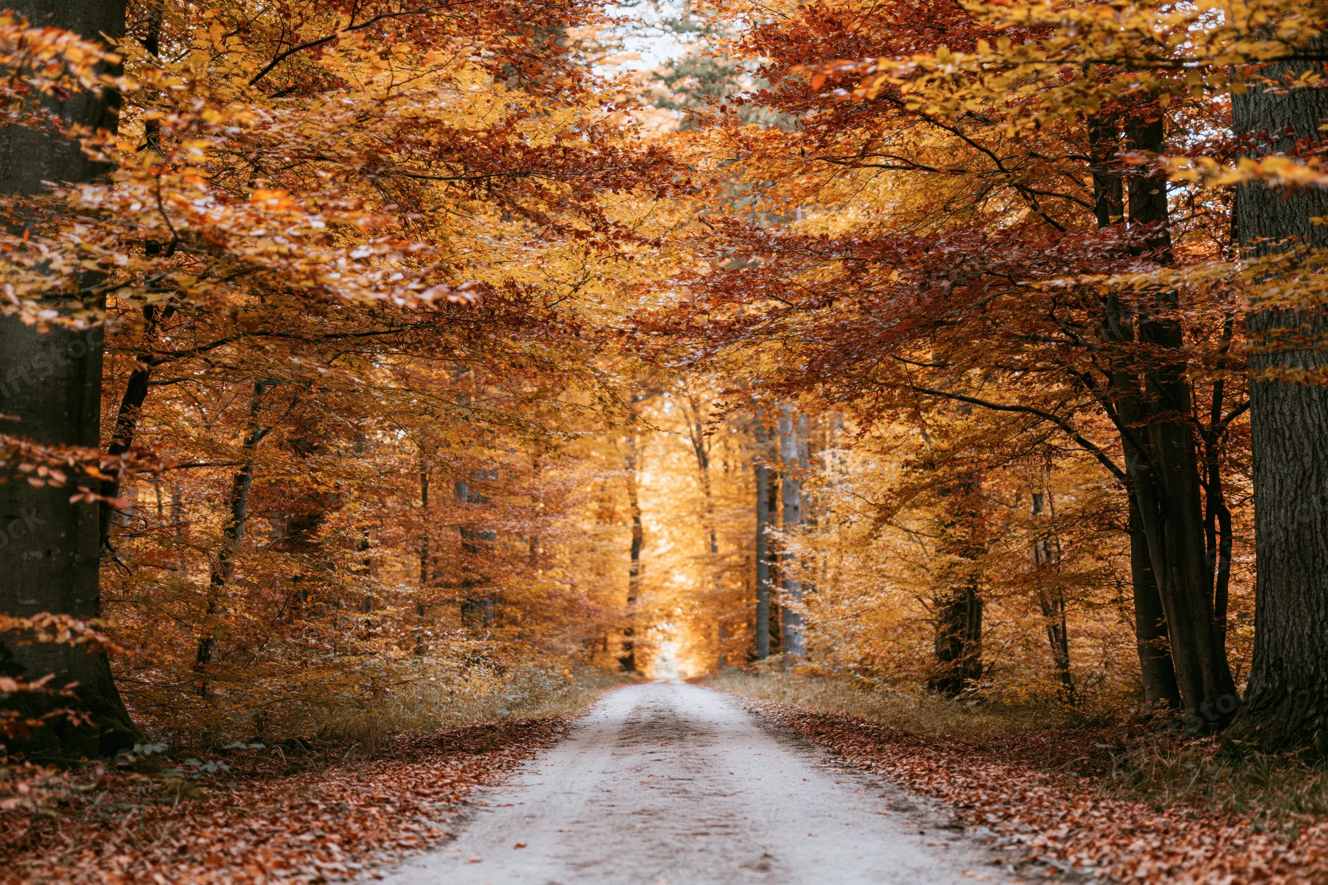 Narrow dirt path winding through dense autumn forest with golden foliage overhead