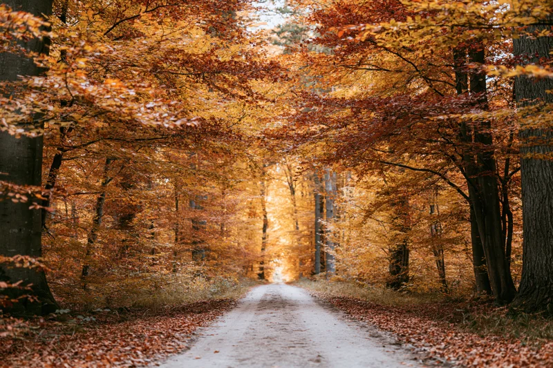 Narrow dirt path winding through dense autumn forest with golden foliage overhead