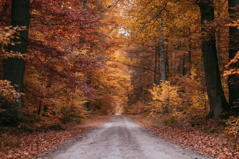 Narrow dirt road winding through dense autumn forest with colorful foliage overhead