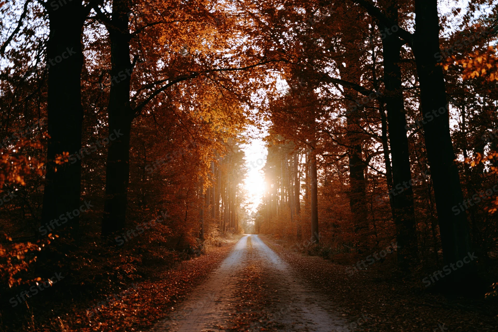 Narrow dirt path through autumn forest with sunlight glowing at horizon
