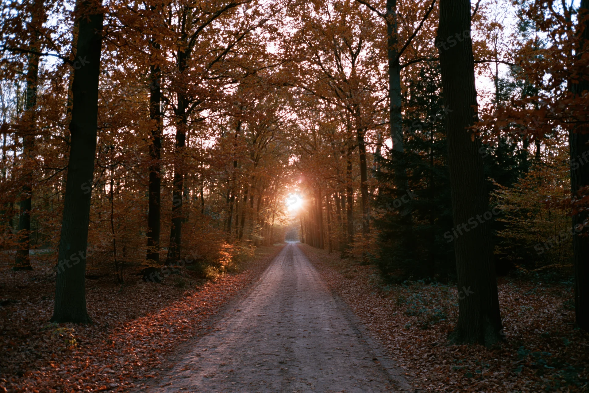 Narrow dirt path through autumn forest with sunlight glowing at horizon