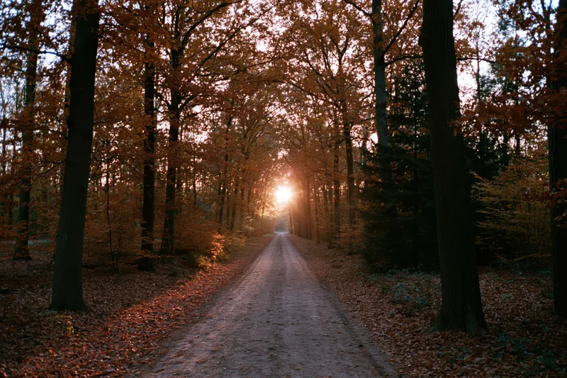 Narrow dirt path through autumn forest with sunlight glowing at horizon