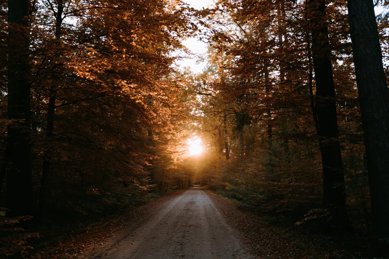 Narrow dirt road stretching through autumn forest with sunlight glowing through trees