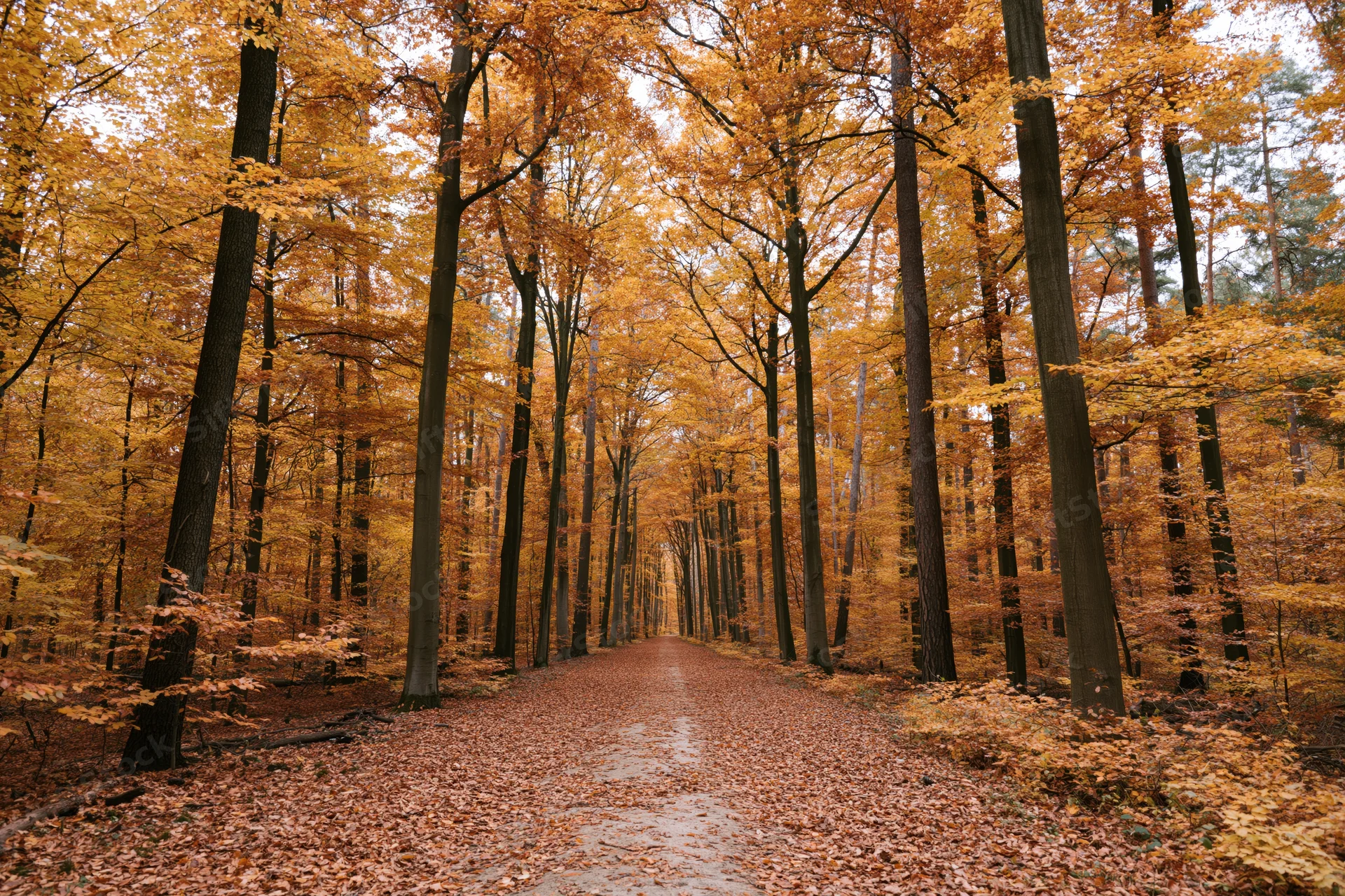 Narrow dirt path covered in fallen leaves cutting through a dense autumn forest with tall trees and golden foliage
