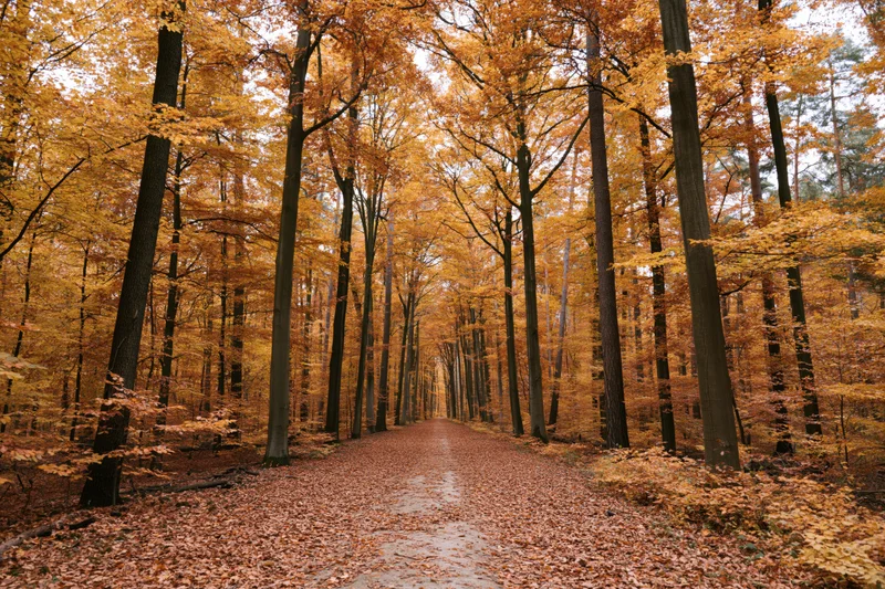 Narrow dirt path covered in fallen leaves cutting through a dense autumn forest with tall trees and golden foliage