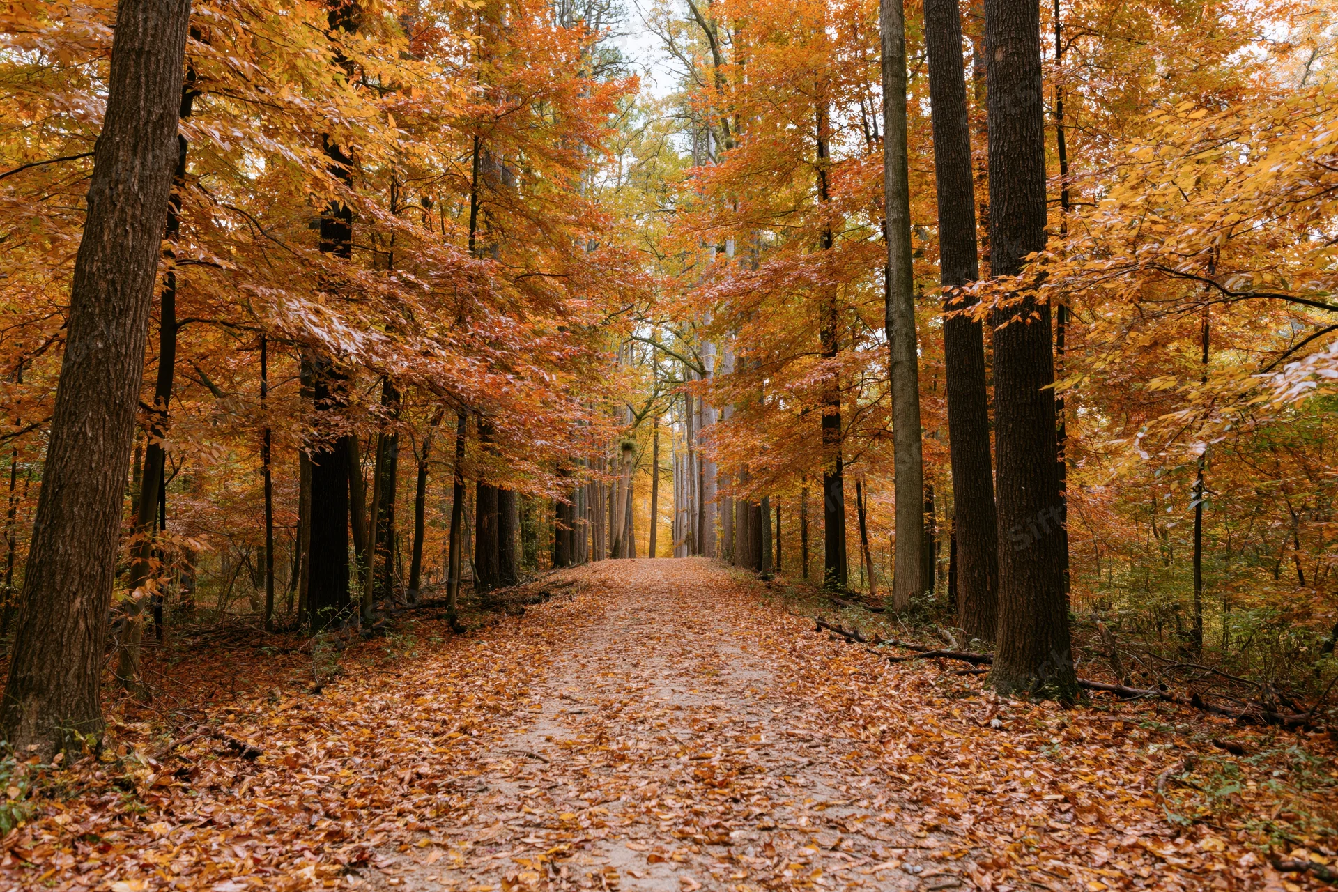 Narrow dirt trail covered in fallen leaves cutting through a dense autumn forest