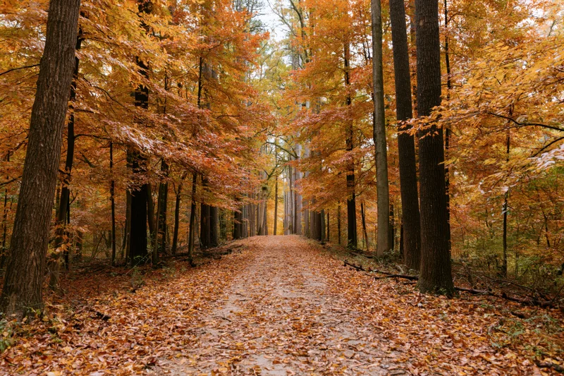 Narrow dirt trail covered in fallen leaves cutting through a dense autumn forest