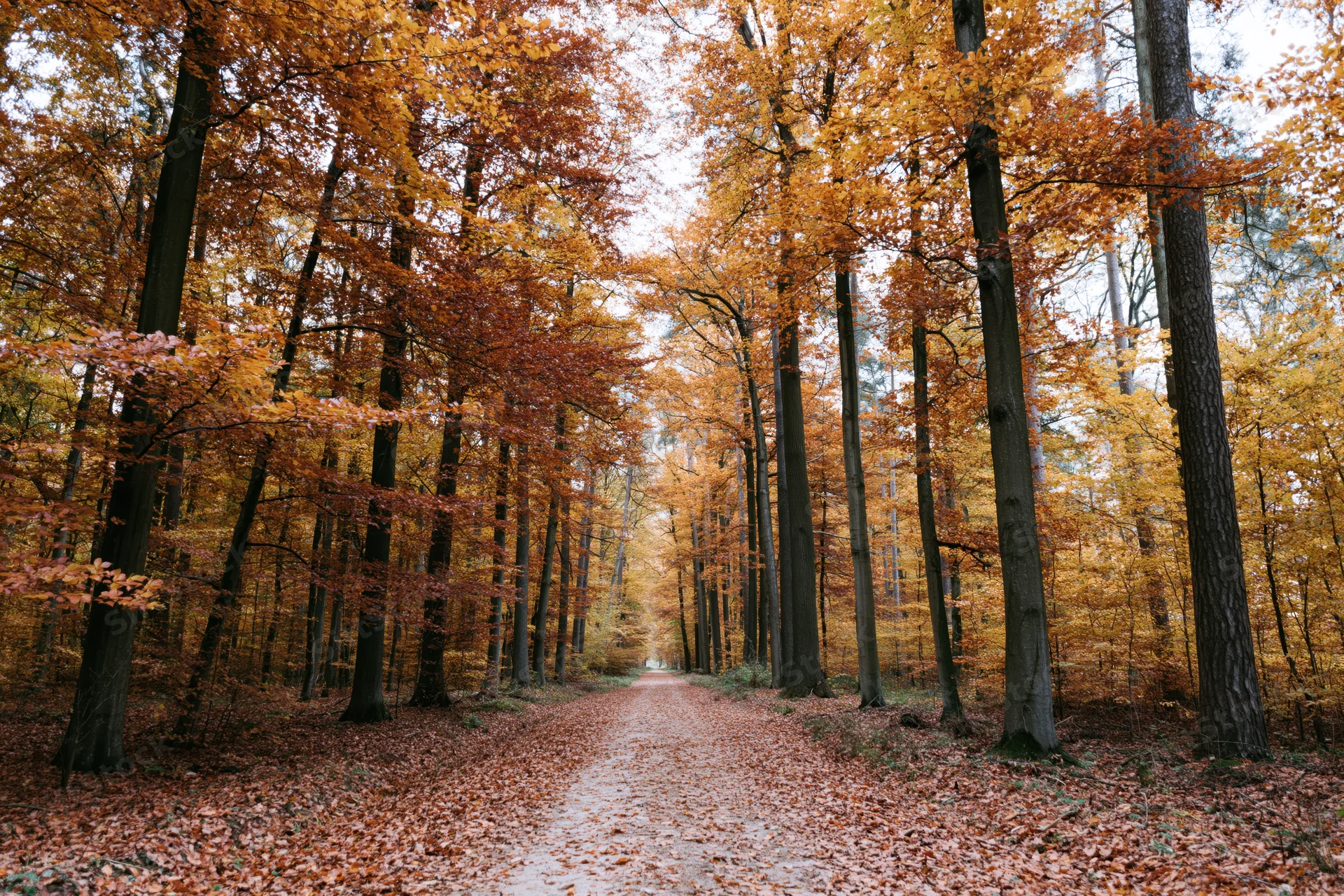 Narrow dirt path covered in fallen leaves winding through autumn forest