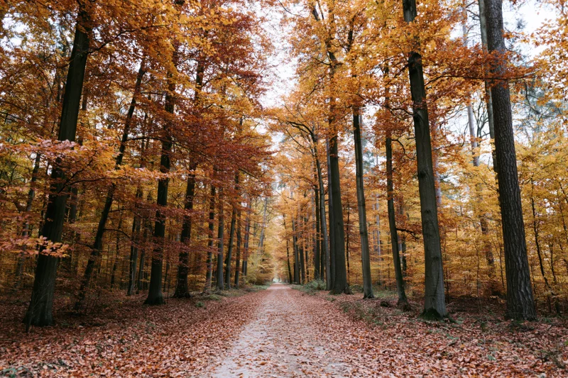 Narrow dirt path covered in fallen leaves winding through autumn forest