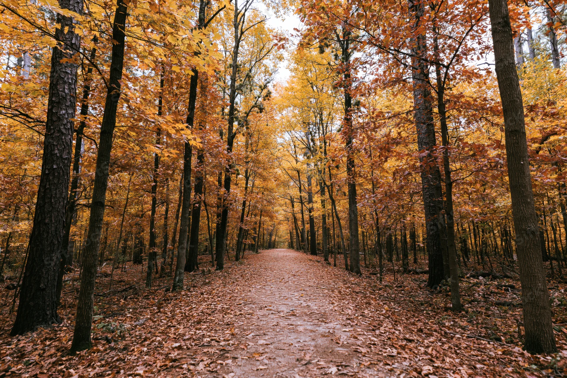 Narrow dirt path covered in fallen leaves winding through a dense autumn forest
