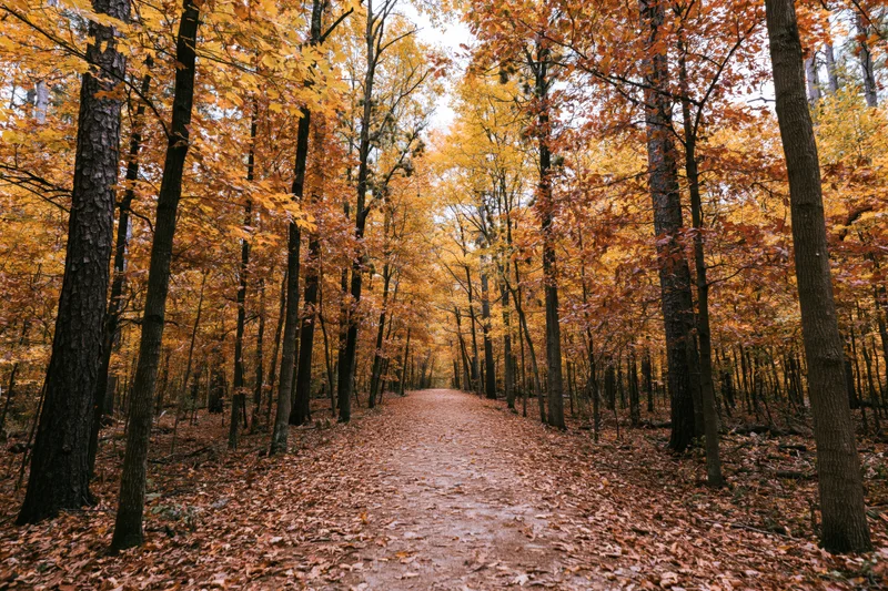 Narrow dirt path covered in fallen leaves winding through a dense autumn forest