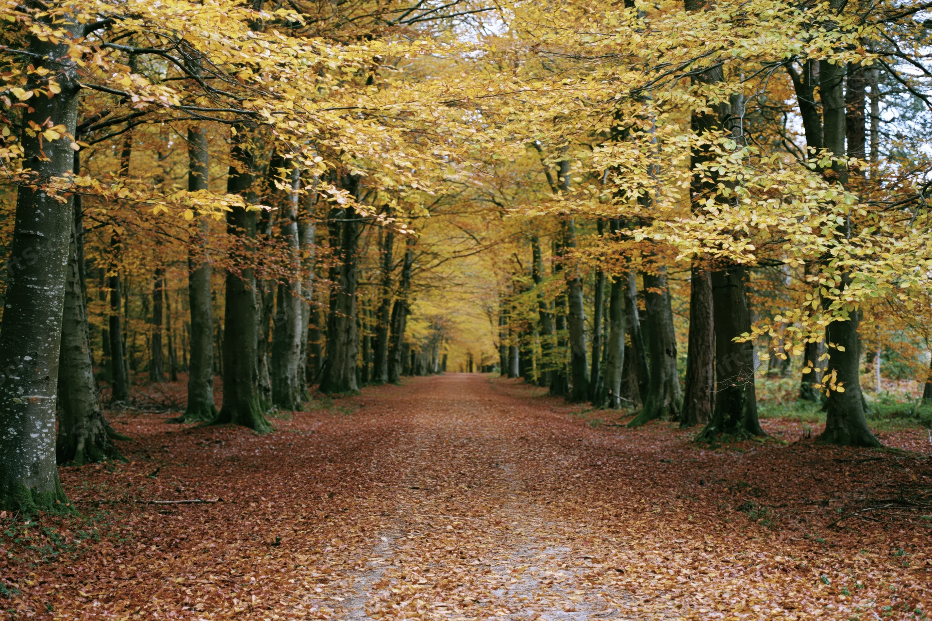 Narrow forest path covered in fallen autumn leaves stretching between tall trees with golden foliage overhead