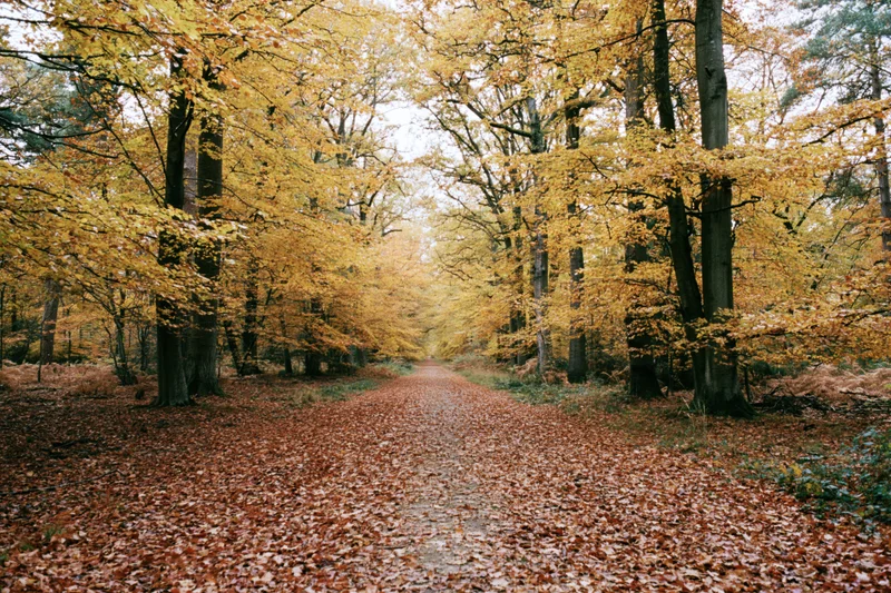 Narrow forest path covered in fallen autumn leaves stretching into the distance under a golden canopy