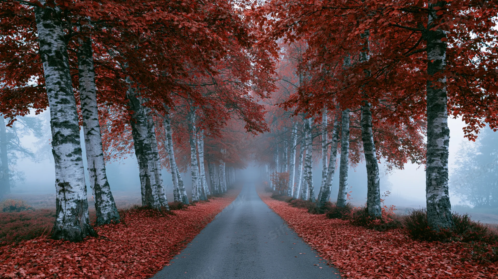 Narrow forest path lined with birch trees and red autumn leaves receding into fog