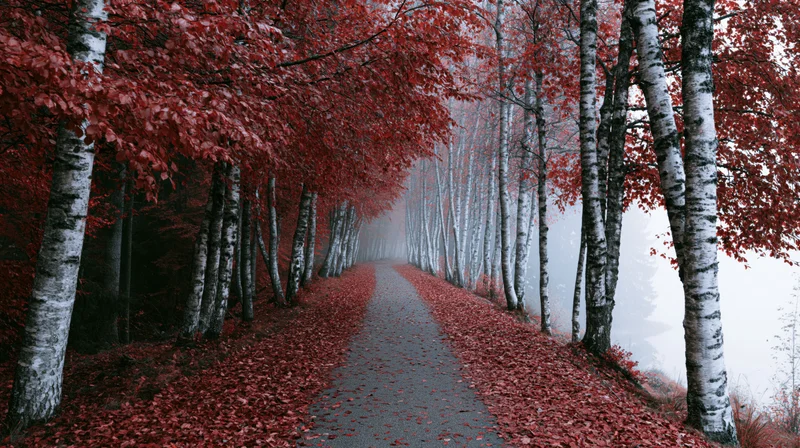 Narrow forest path lined with birch trees and red autumn leaves receding into mist