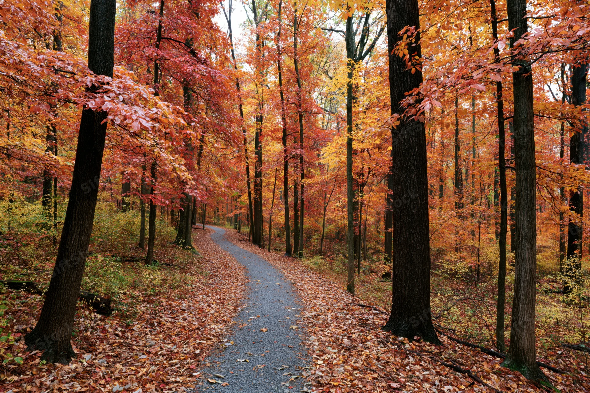 Narrow gravel path winding through dense deciduous forest in autumn