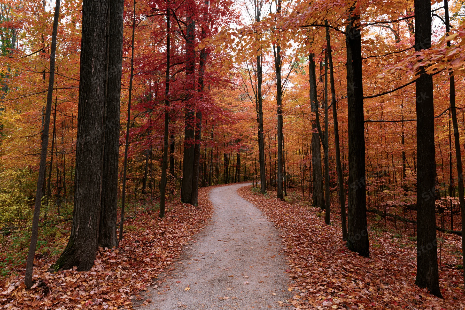 Narrow gravel path curving through dense deciduous forest in autumn with fallen leaves covering ground
