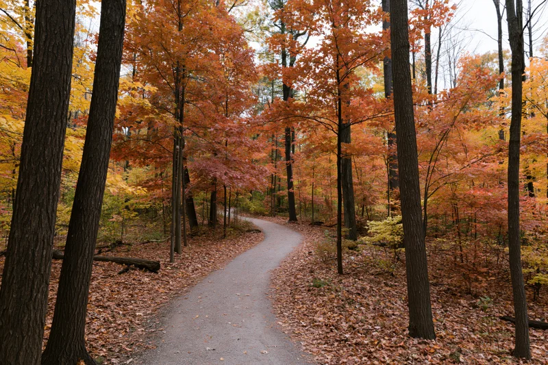 Winding gravel path through dense autumn forest with colorful foliage and fallen leaves