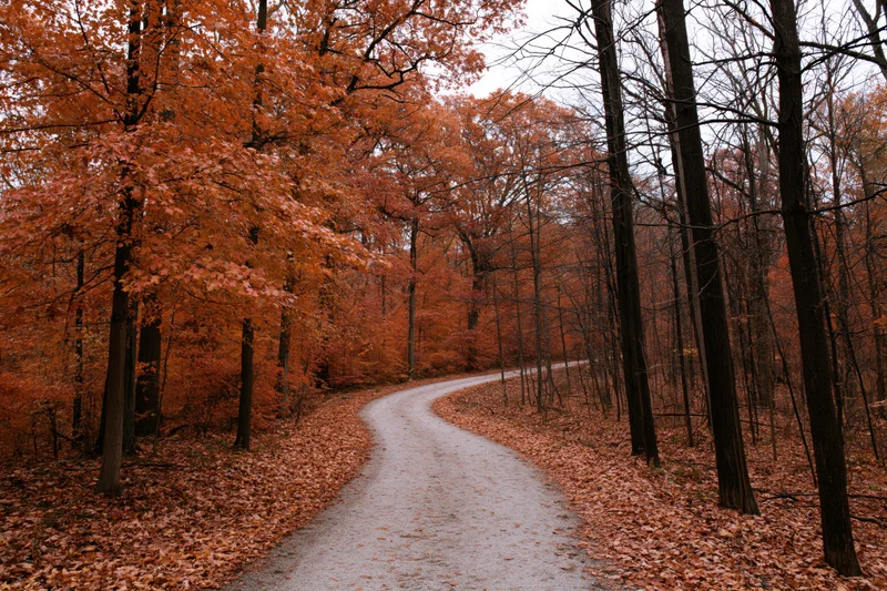 Winding gravel path through dense autumn forest with orange foliage and fallen leaves