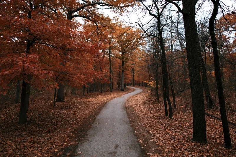 Winding gravel path through autumn forest with orange foliage and fallen leaves on ground