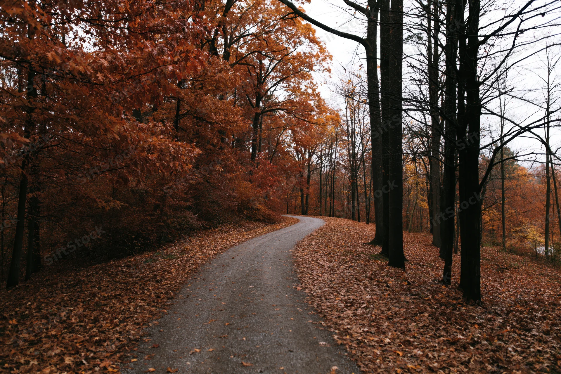 Winding gravel path through dense autumn forest with fallen leaves and bare trees