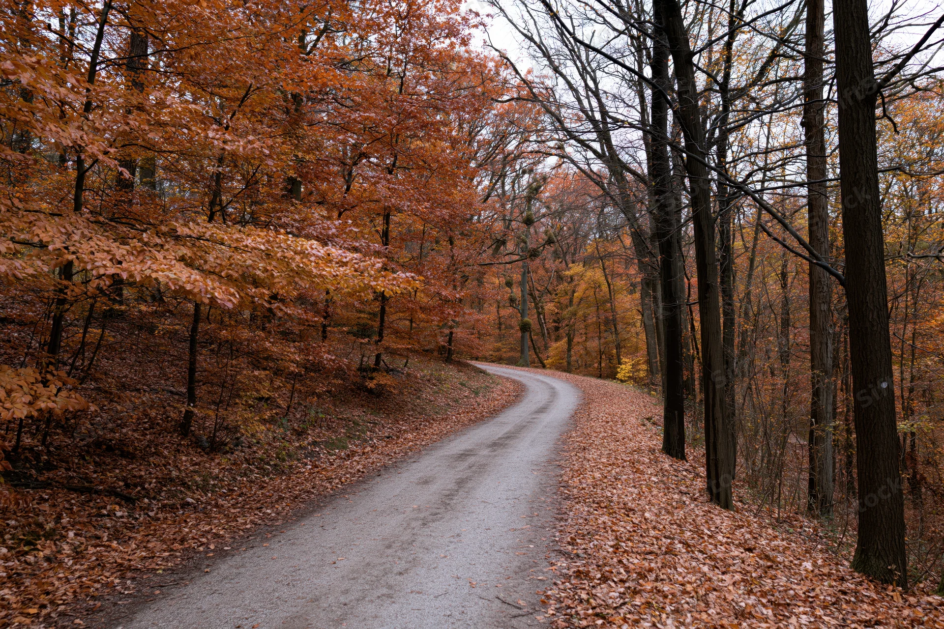 Winding gravel path through dense autumn forest with orange foliage and fallen leaves on ground
