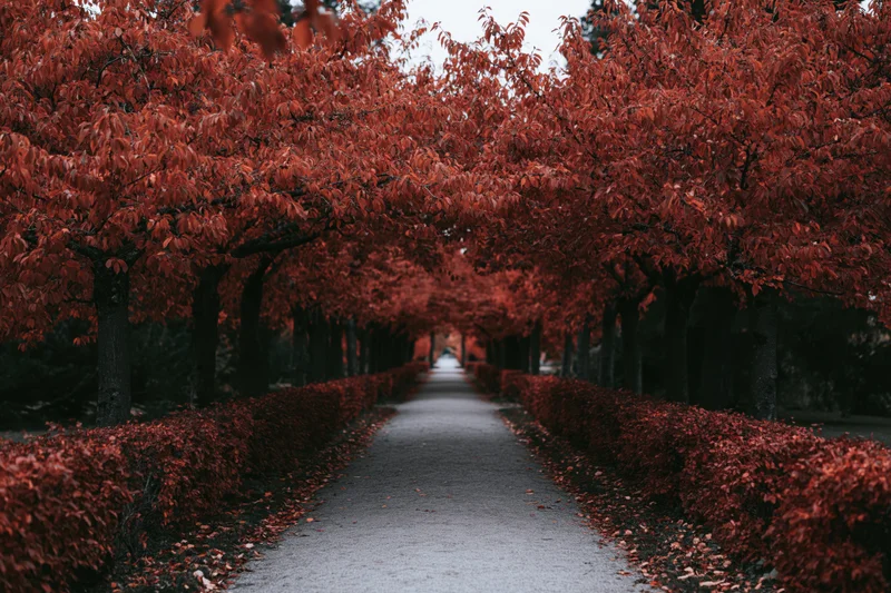 Narrow park pathway lined with red-leafed trees receding into the distance