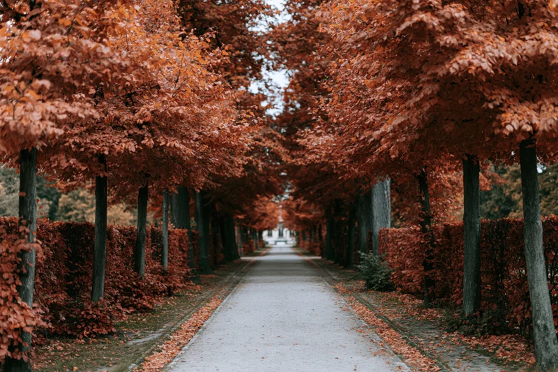 Narrow park pathway lined with autumn trees receding into the distance