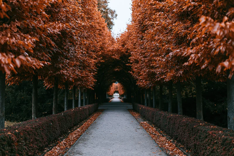 Narrow park pathway lined with autumn trees forming a leafy tunnel over a paved walkway flanked by hedges