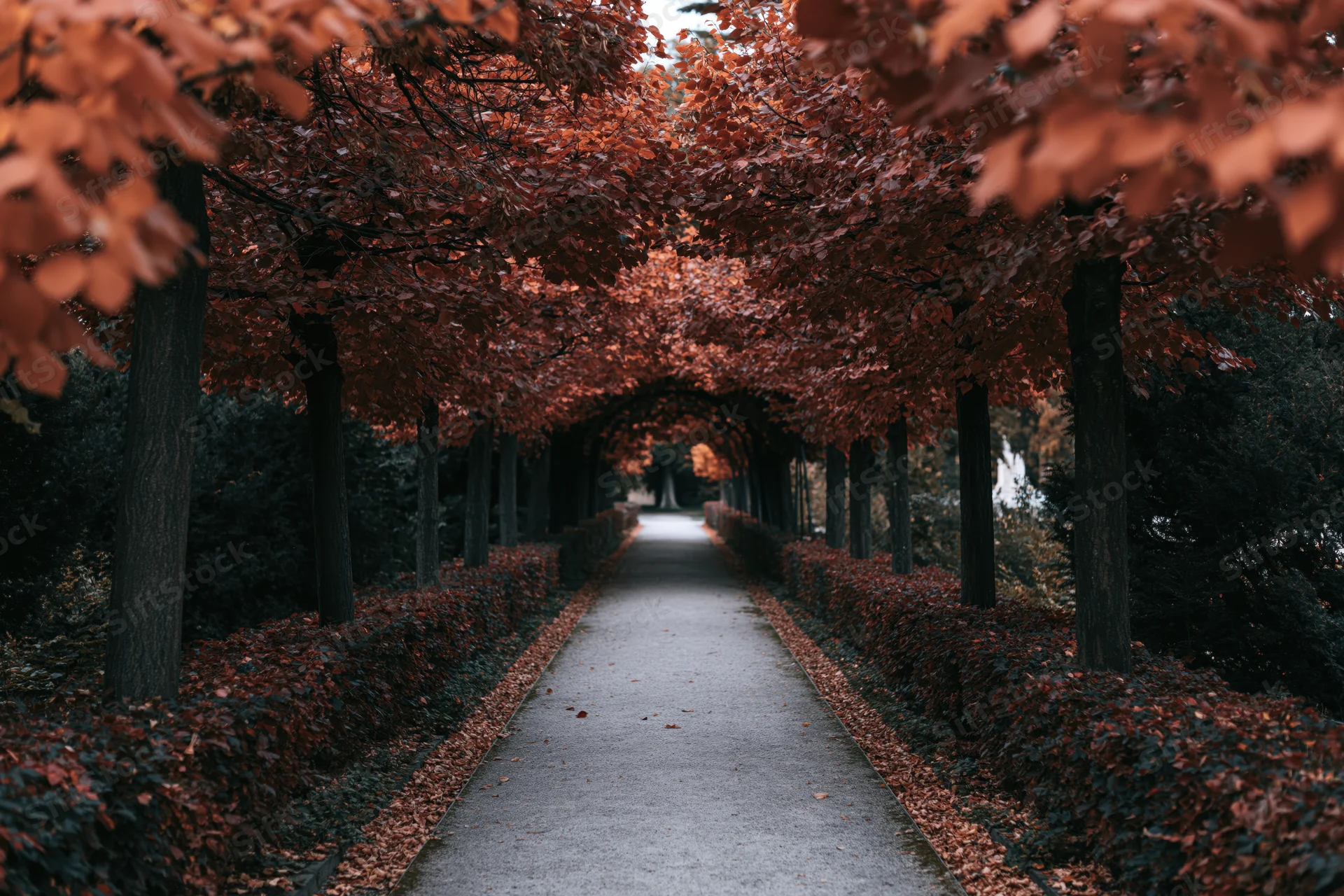 Narrow park pathway lined with autumn trees forming a leafy canopy over the walkway