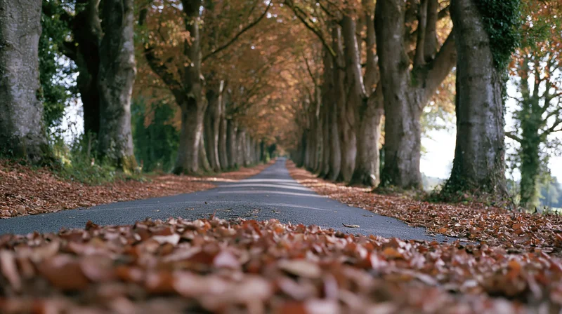 Narrow paved country lane lined with mature trees in autumn, covered in fallen leaves, leading into the distance