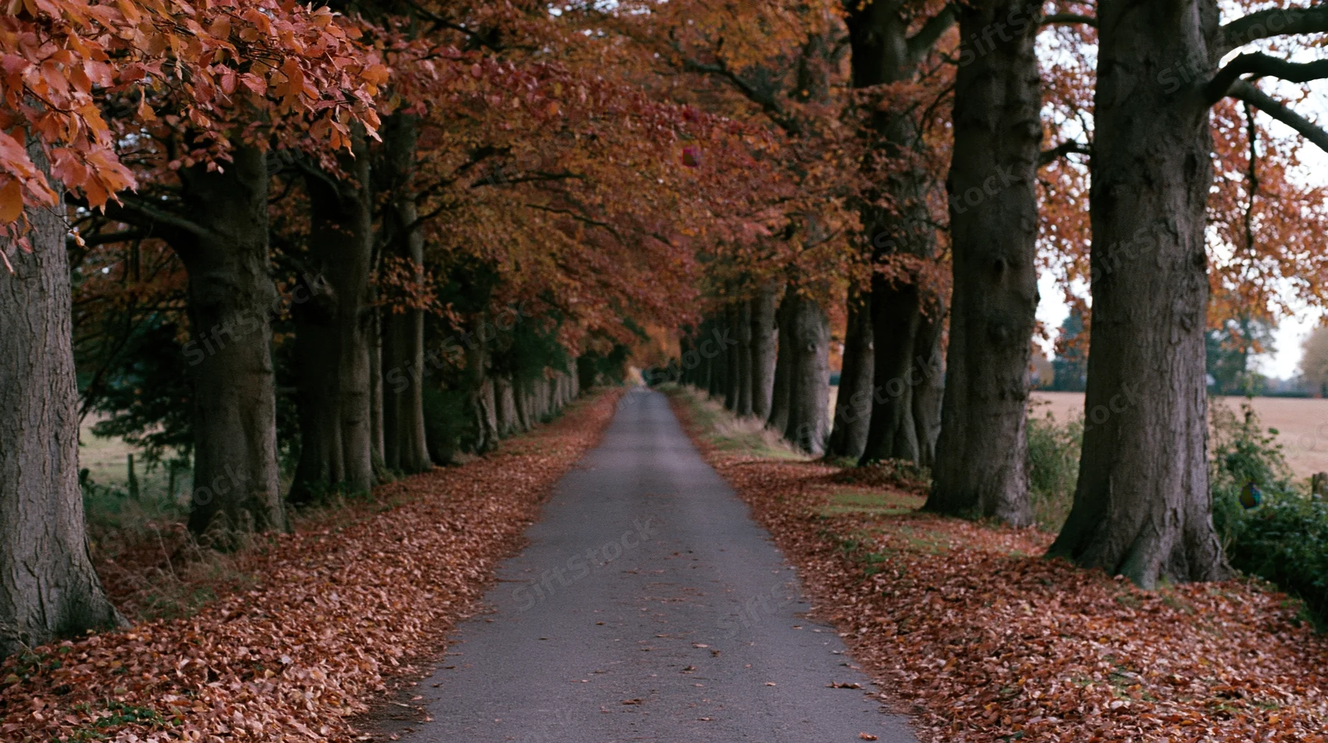 Narrow paved country lane lined with rows of mature trees in autumn, covered in fallen leaves, leading into the distance