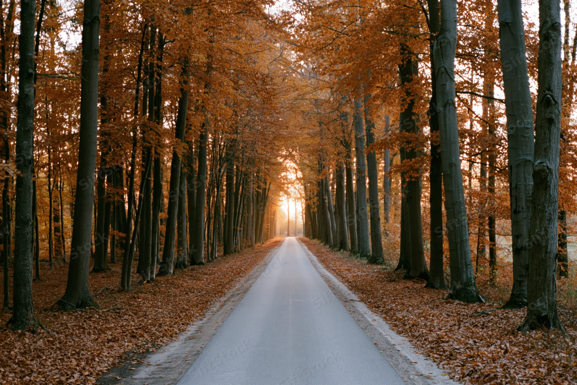 Narrow paved path receding into the distance through a tunnel of autumn trees with orange foliage and sunlight filtering through the canopy
