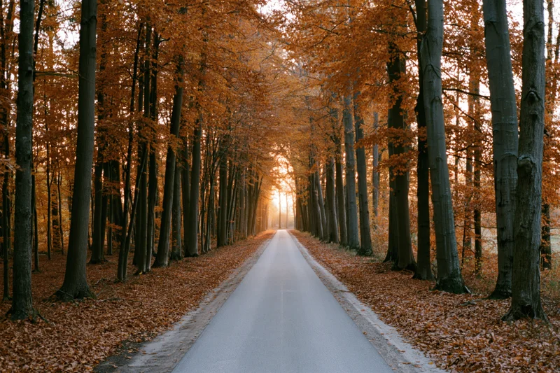 Narrow paved path receding into the distance through a tunnel of autumn trees with orange foliage and sunlight filtering through the canopy