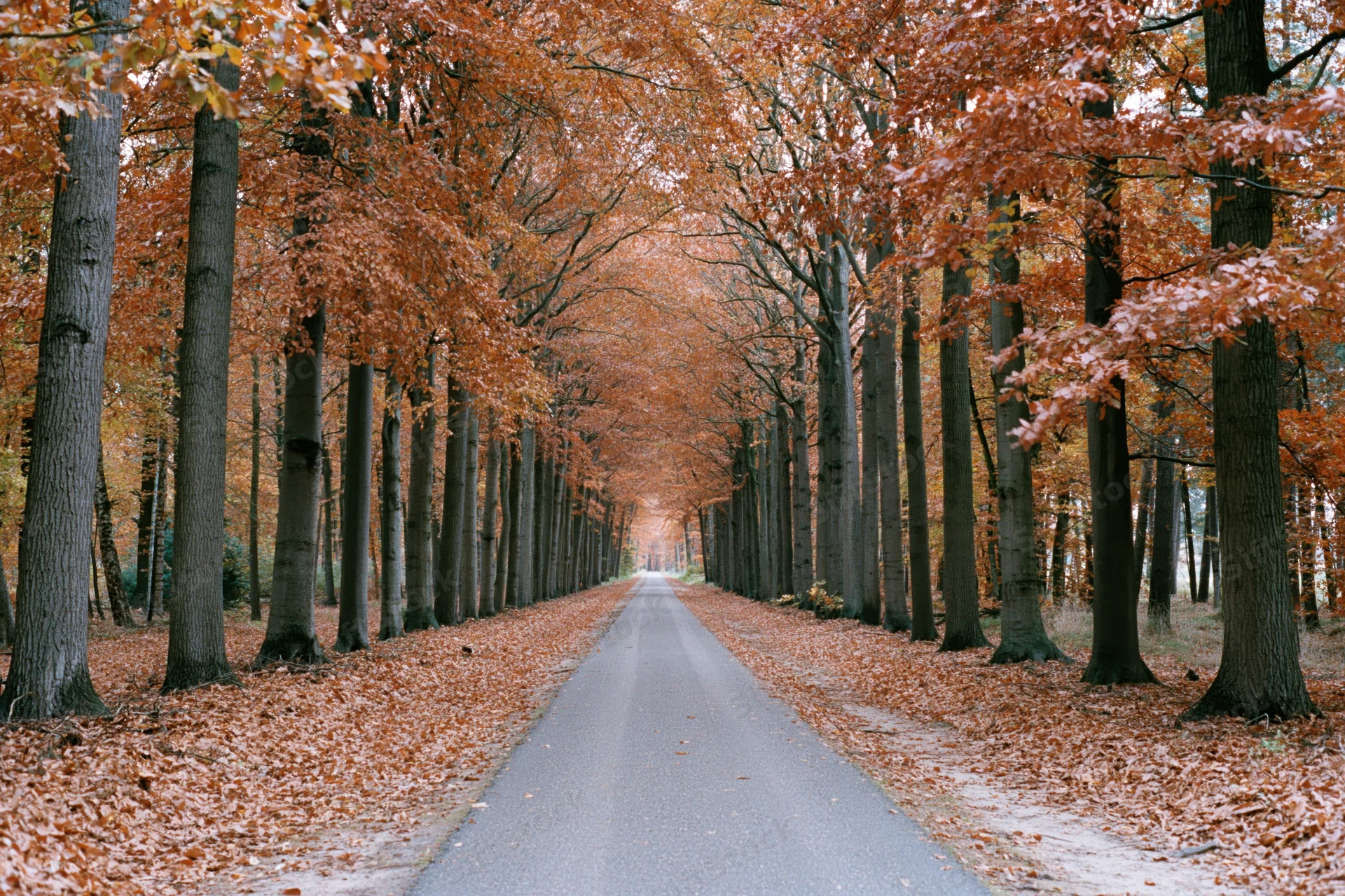 Narrow paved path receding into the distance lined with autumn trees forming a leafy tunnel