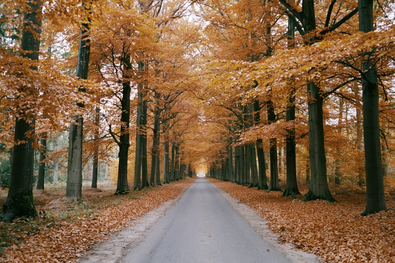 Narrow paved path receding into the distance through a tunnel of autumn trees with orange foliage lining both sides