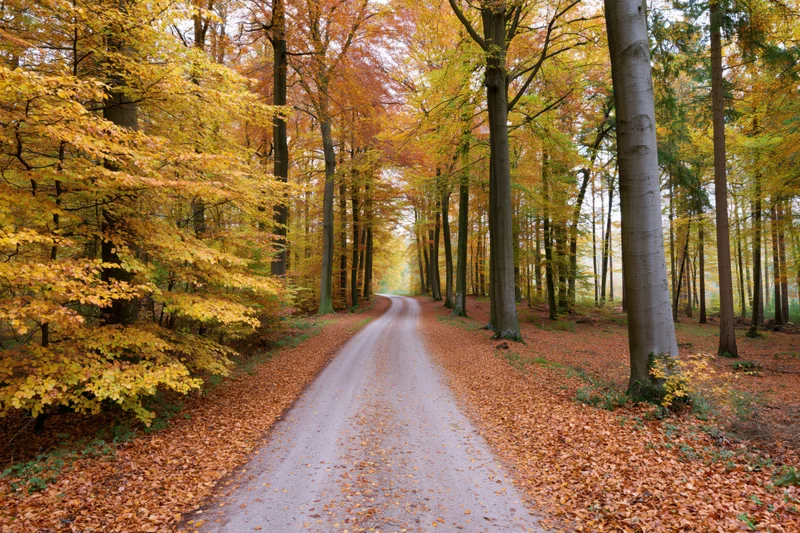 Narrow unpaved forest road curving into the distance lined with autumn trees and fallen leaves