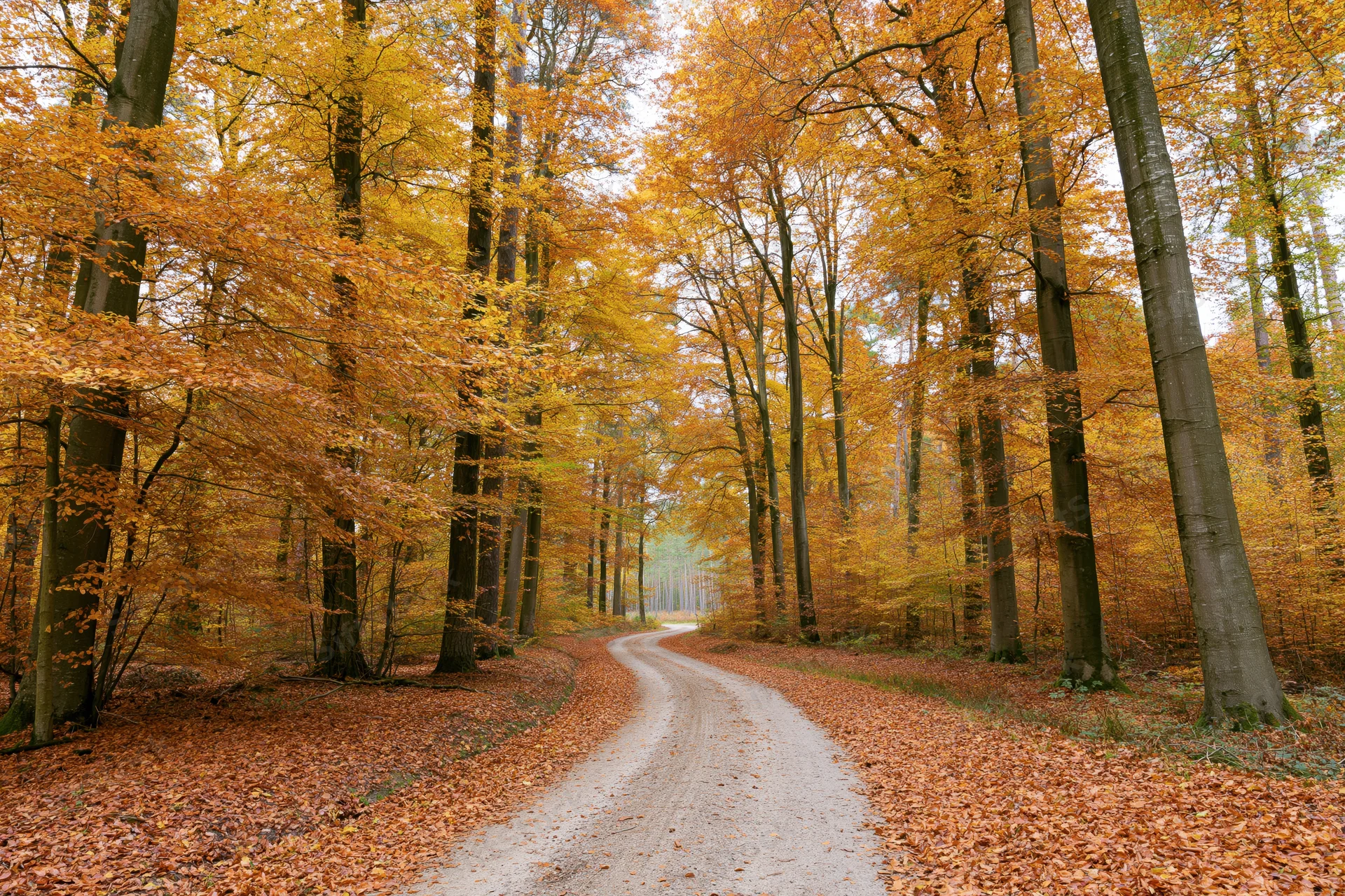 Narrow unpaved road winding through autumn forest with golden trees and fallen leaves